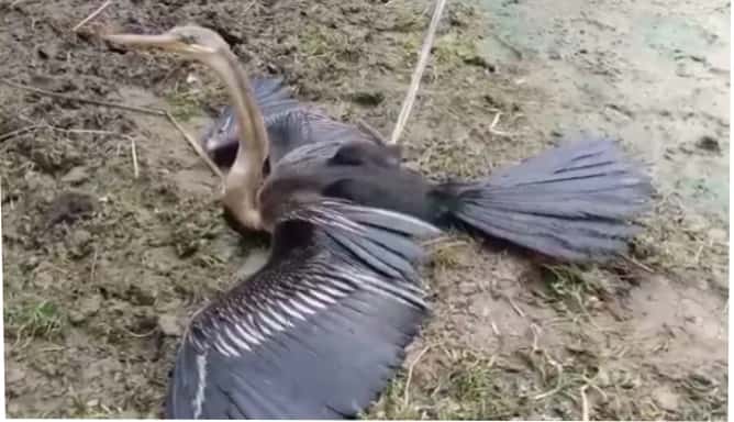 Bird