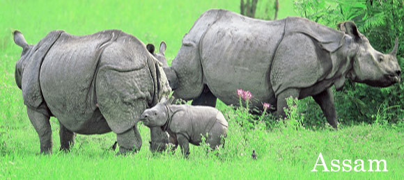 rhino