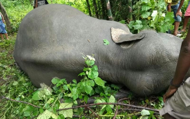 বিদ্যুৎস্পৃষ্ট হৈ বনৰীয়া হাতীৰ মৃত্যু