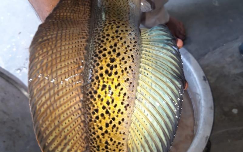 fish_assam