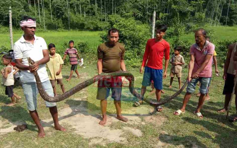 বঙাইগাঁৱত উদ্ধাৰ বৃহৎকায় অজগৰ