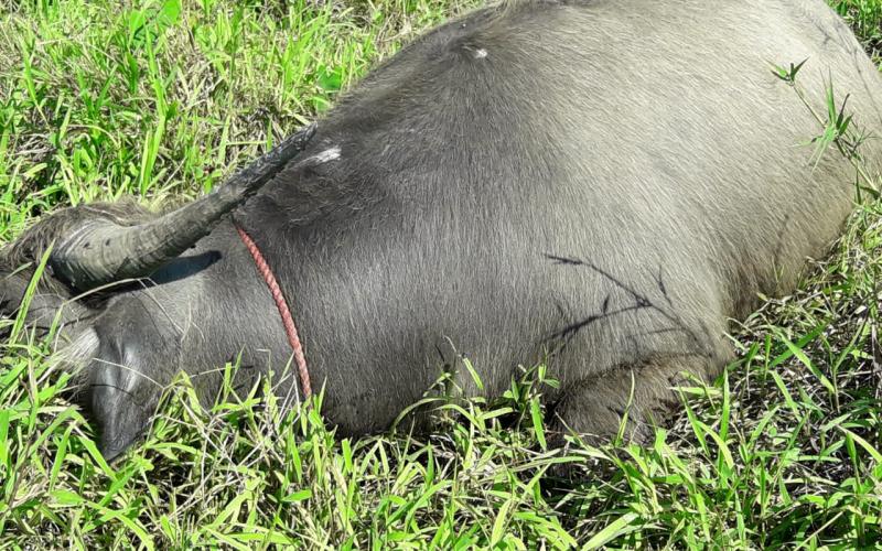 কলিয়াবৰত নিহত ৪টাকৈ ম'হ : খাদ্যত বিষক্ৰিয়া হৈ মৃত্যুৰ সন্দেহ