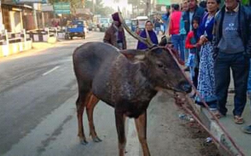 চিৰিয়াখানাৰ পৰা ওলাই যোৱা হৰিণা উদ্ধাৰ হেঙেৰাবাৰীত