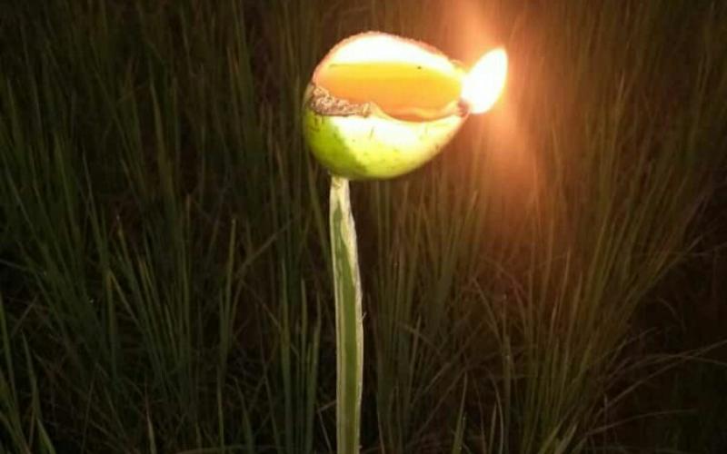 কাতি বিহু