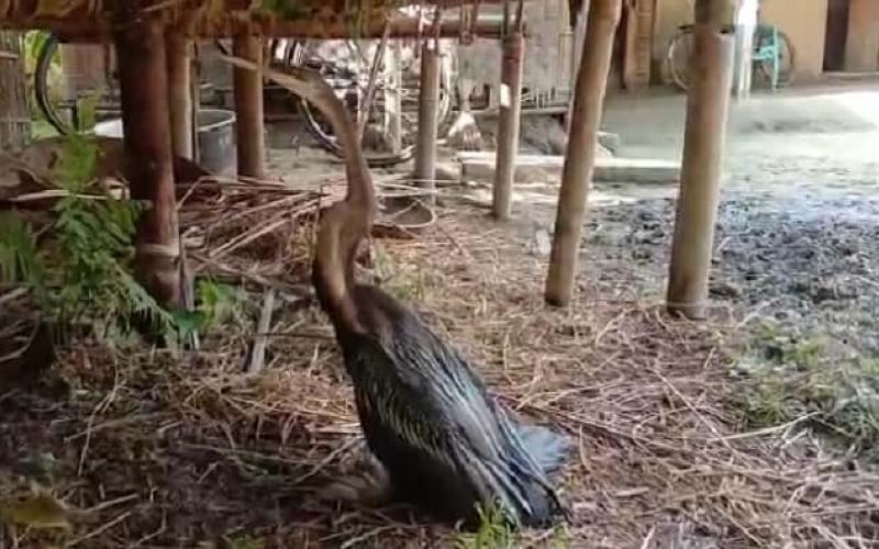 Bird