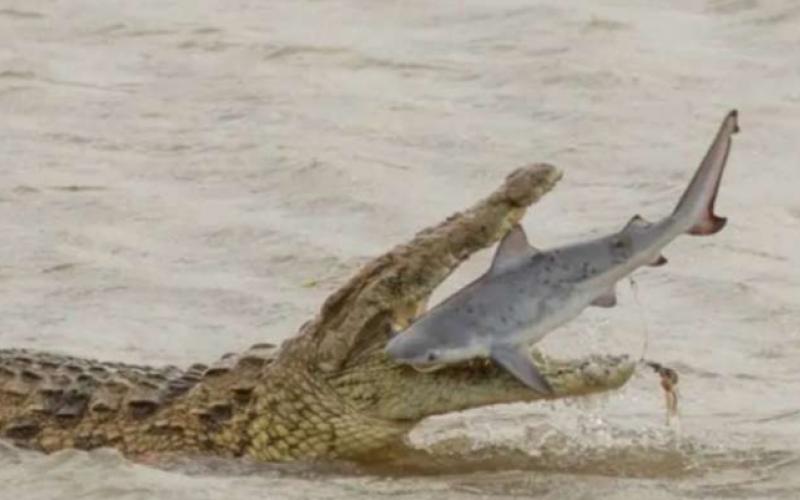 Shark-Crocodile