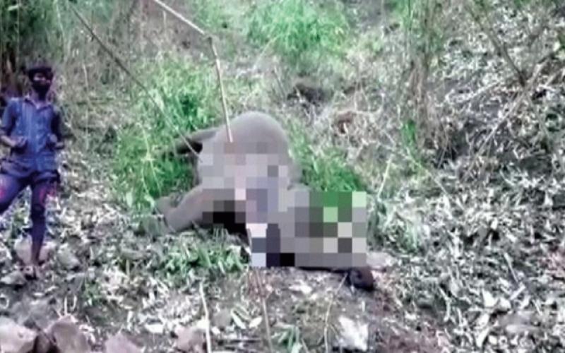 Elephants died in Nagaon