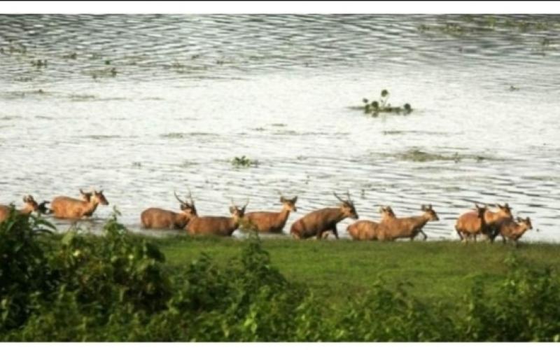 Assam flood