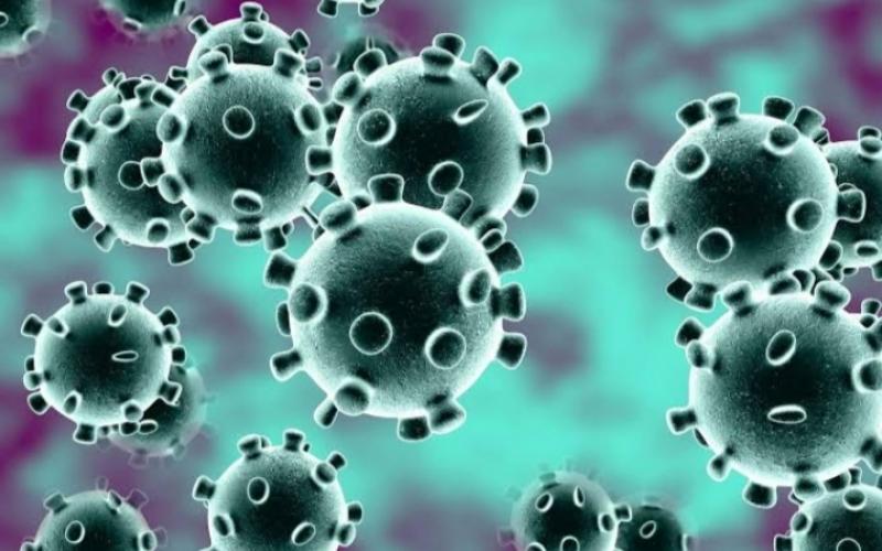 Corona virus