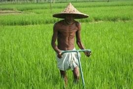 agriculture