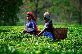 assam tea