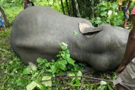 বিদ্যুৎস্পৃষ্ট হৈ বনৰীয়া হাতীৰ মৃত্যু