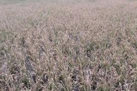 চৰহা পোকে চানি ধৰিছে নাৰায়ণপুৰৰ ধাননি পথাৰ