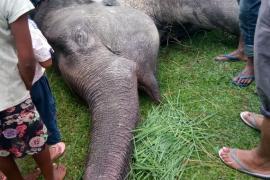 tamulpurf_elephent