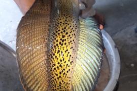 fish_assam