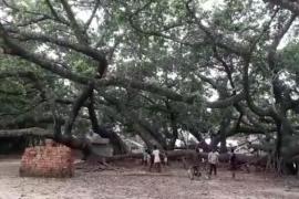 tree_assam