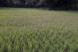 পৰ্যাপ্ত বৰষুণৰ অভাৱত নষ্ট শালি খেতি : বইটামাৰীত হাহাকাৰ কৃষকৰ