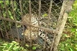 গোলাঘাটত পুনৰ বাঘ পিঞ্জৰাবদ্ধ