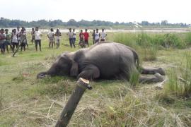 বিশ্বনাথত বন্যহস্তীৰ কৰুণ মৃত্যু