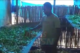 tea_sonari