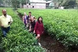 জৈৱিক চাহখেতি প্ৰত‍্যক্ষ কৰি অভিভূত জাৰ্মান আৰু ফ্ৰান্সৰ পৰ্যটক