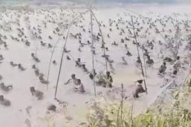 তিৱা মাঘ বিহুত শ শ লোকে মাছ ধৰিলে বুকলুঙত 