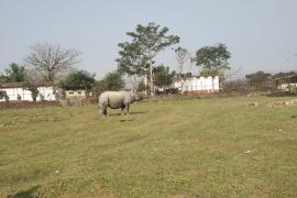 মানাহ ৰাষ্ট্ৰীয় উদ্যানৰ দাঁতিকাষৰত গঁড়ৰ মুক্ত বিচৰণ : বনাঞ্চললৈ খেদি পঠিয়ালে বন বিভাগে 