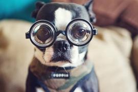 dog wih specles_ in japan