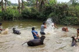 bihu