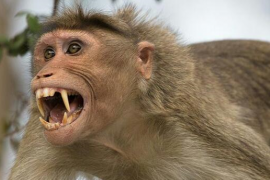 monkey