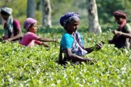 Assam tea garden